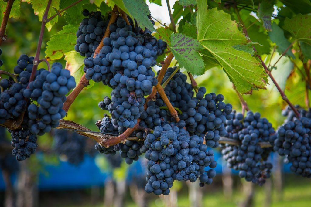 vendanges vin